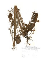 藏品(黃鵪菜)的圖片